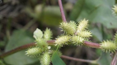 Ditchbur, Noogoora, Common, Rough, Burweed, European, Noogoora Burr, Noogoora bur, Sheeps bur olarak da bilinir. Meyveler sayısız kancalarla kaplıdır.