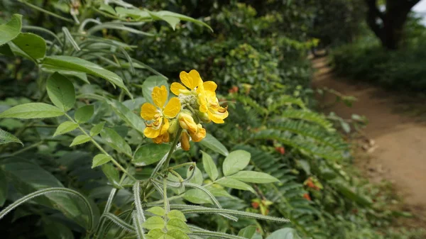 Lindas Flores Amarelas Senna Hirsuta Também Conhecido Como Sena Peludo — Fotografia de Stock