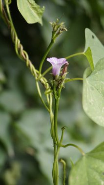 Ipomoea triloba, Little bell, Three lobed morning Glory, Campanilla morada, Beech Fern, Krugs white, Trilobed vs. olarak da bilinir. Güzel bir arkaplan resmi duvar kağıdı. Mobil biçim veya portre