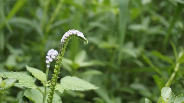 Detailní Záběr Květin Heliotropium Indicum Také Známý Jako Turnsole Indické — Stock fotografie