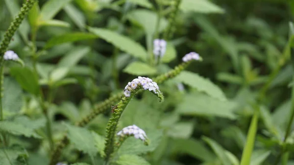 Primer Plano Flores Heliotropium Indicum También Conocido Como Turnsole Heliotropo — Foto de Stock