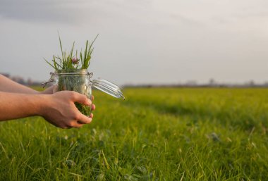 Kavanozda yabani çiçekler. Yeşil çimen ve çiçeklerle dolu cam kavanozu tutan eller. Çevresel farkındalık kavramı. Bütünsel tıp konsepti. Tarlada otları topluyorum..