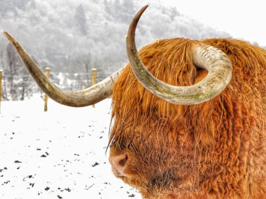 Vaca escocesa en la nieve de la montaa