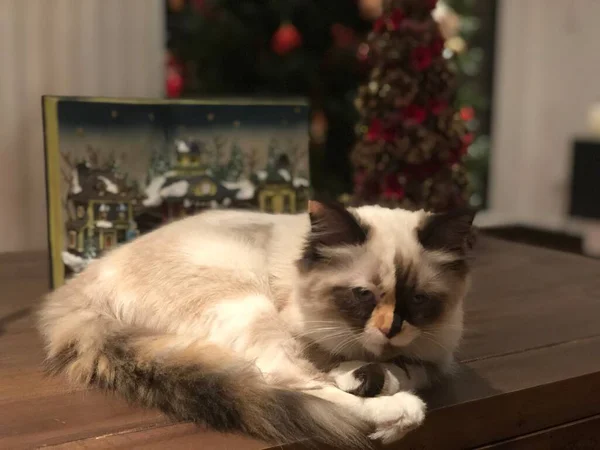 Gato Persa Descansado Sobre Mesa — Fotografia de Stock