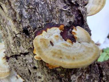 Günlükte Büyüyen Mantarların Yakın Çekimi