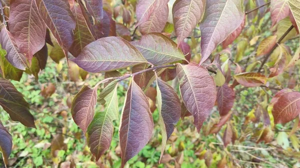 Kleurrijke Bladeren Herfst — Stockfoto