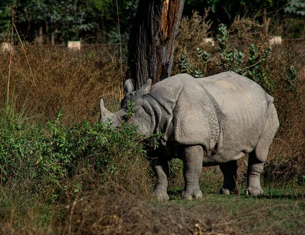 Rhinoceros Grazing Parque Nacional Lal Suhara Punjab Paquistão — Fotografia de Stock