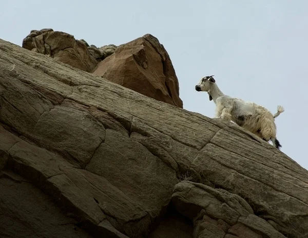 Une Chèvre Marchant Sur Rocher Dans Sud Pendjab — Photo