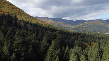 Dağ orman sonbahar