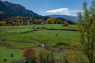 Sonbaharda ağaçların arkasında otlayan hayvan sürüleri. Hayvanlarla dolu sonbahar manzaraları