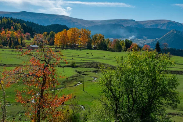 Sonbaharda ağaçların arkasında otlayan hayvan sürüleri. Hayvanlarla dolu sonbahar manzaraları
