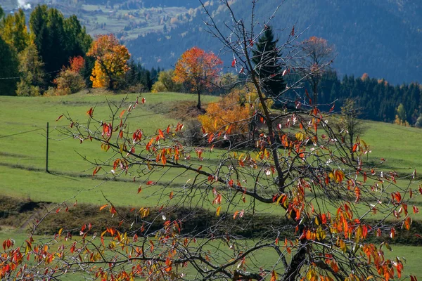 Troupeau Animaux Broutant Derrière Les Arbres Automne Paysages Automne Avec — Photo