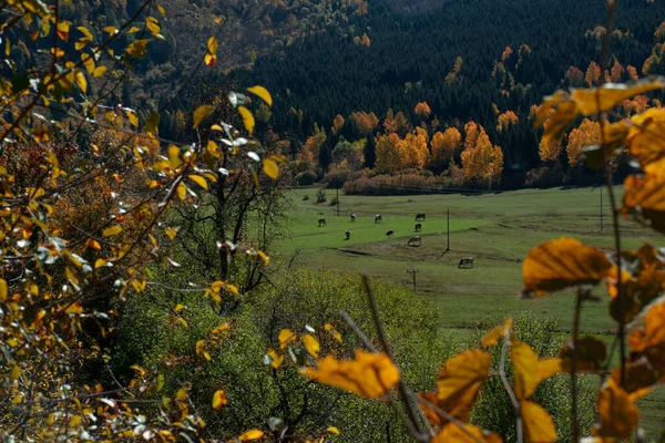 Eine Herde Tiere Weidet Herbst Hinter Bäumen Herbstlandschaften Mit Tieren — Stockfoto
