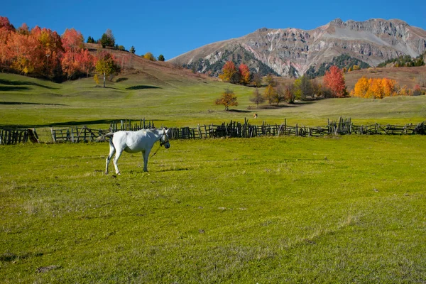 Cavallo Bianco Erba Verde Nel Campo Paesaggio Autunnale Fuori Fuoco — Foto Stock