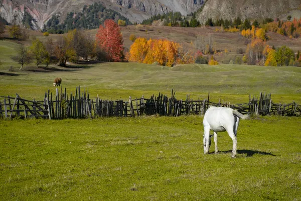 Yeşil çimlerin üzerinde beyaz at. Sonbahar manzarası bulanık. Beyaz at çayırda otluyor.