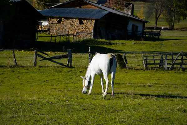 白马在前景和模糊的秋天风景与老房子为背景 秋天白马的风景 — 图库照片
