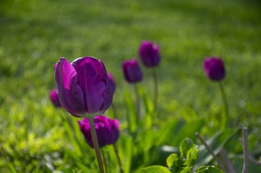 Üzerinde mor lalelerin açtığı tarlalar. Lale tarlası. Mor laleli tarla.