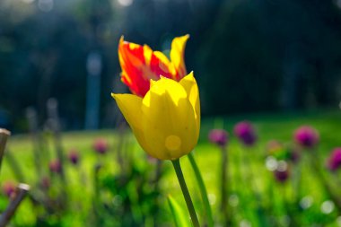 Sarı, kırmızı lalelerin açtığı tarlalar. Lale tarlası. Sarı laleli tarla.