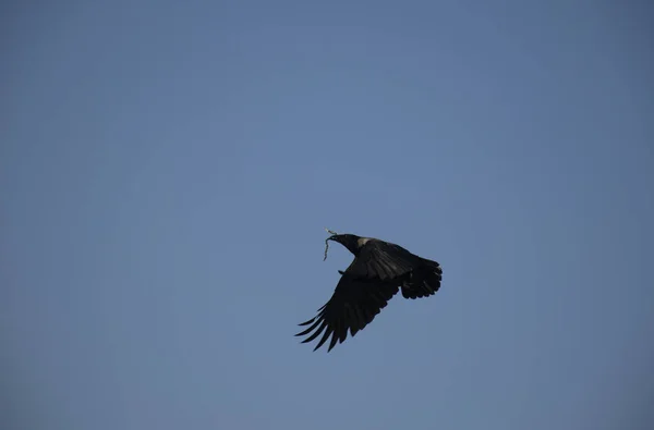 Flying Crow with twig in its mouth. Black crow soaring in the sky
