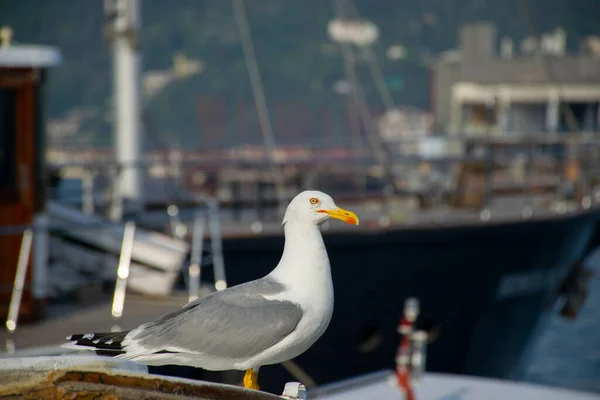 Möwen Der Bucht Mit Yachten Und Galatasaray Island Hintergrund Möwe — Stockfoto