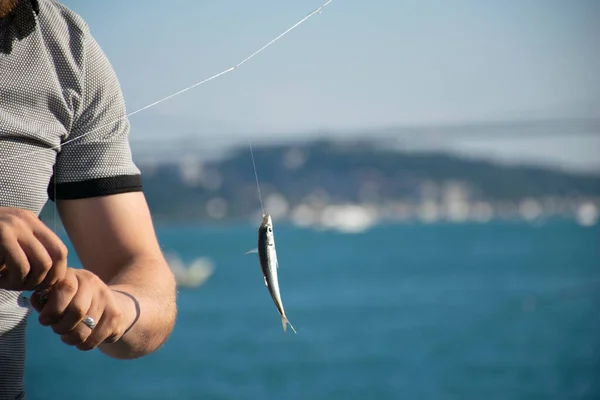 Frisch Gefangener Makrelenfisch Einem Haken Der Hand Eines Mannes Seitenansicht — Stockfoto