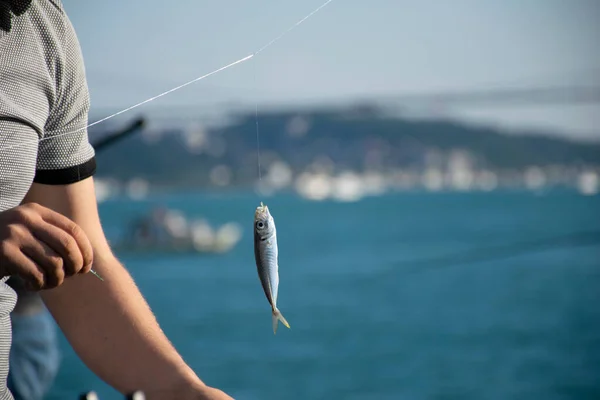 Frisch Gefangener Makrelenfisch Einem Haken Der Hand Eines Mannes Seitenansicht — Stockfoto