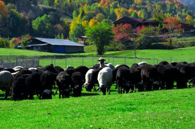 Artvin 'deki Savsat Platosu' nun etrafındaki çayırlarda kuzular ve keçiler otluyor. Kuzular ve keçiler sonbaharda otlar..