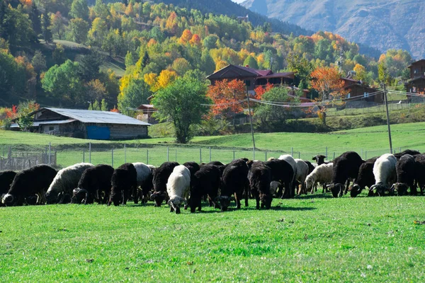 Lambs and goats grazing in meadows around Savsat Plateau in Artvin. Lambs and goats grazing in autumn.