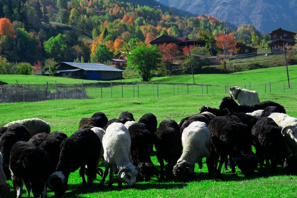 Corderos Cabras Pastando Prados Alrededor Savsat Plateau Artvin Corderos Cabras —  Fotos de Stock