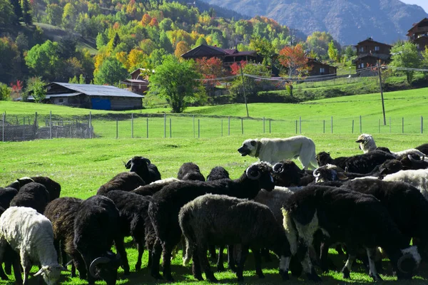 Lambs and goats grazing in meadows around Savsat Plateau in Artvin. Lambs and goats grazing in autumn.