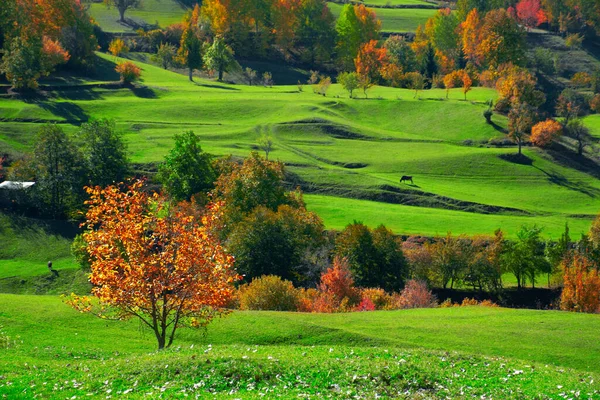 Autumn landscape with a tree as the main focus. Tree and autumn spring landscape and animals grazing in its background.