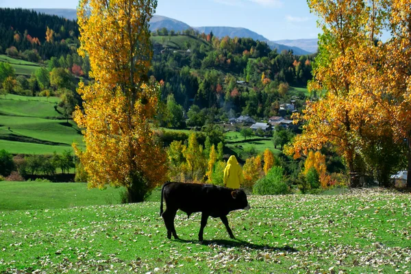 Yellow clothed man and calf, autumn landscape on their background. Artvin Savsat view with calf and man