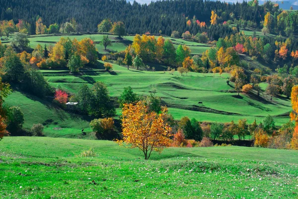 Autumn Landscape Tree Main Focus Tree Autumn Spring Landscape Animals Imágenes de stock libres de derechos