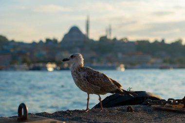 Seagull in front of the new mosque with a blurred background. Sea gull standing on his feet on the beach at sunset.