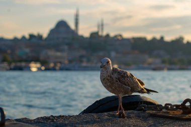 Seagull in front of the new mosque with a blurred background. Sea gull standing on his feet on the beach at sunset.