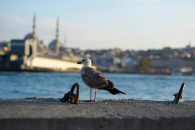 Iron rings with which boats are tied to the pier. Iron rings and seagull
