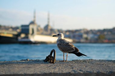 One iron rings with which the boats are tied to the pier. Seagull and sea out of focus in the background.