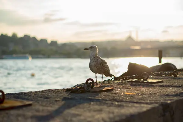 Seagull Front New Mosque Blurred Background Sea Gull Standing His — стоковое фото