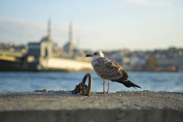 Seagull Front New Mosque Blurred Background — Stockfoto