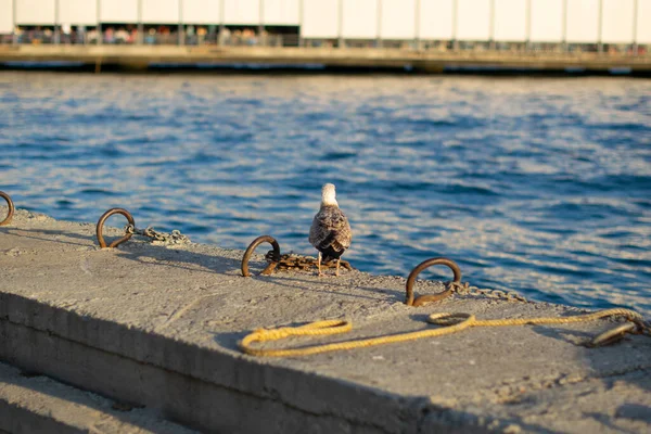 Iron Rings Which Boats Tied Pier Iron Rings Seagull — Stockfoto