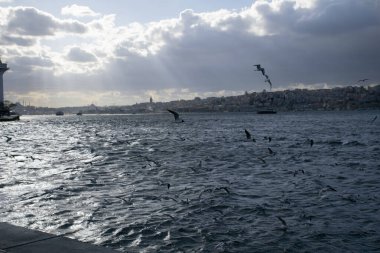 Istanbul on a cloudy day. Seagulls and a view from the Bosphorus in Istanbul.
