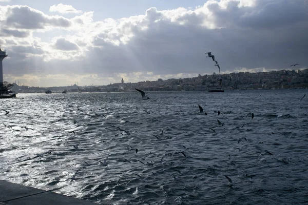 Istanbul on a cloudy day. Seagulls and a view from the Bosphorus in Istanbul.