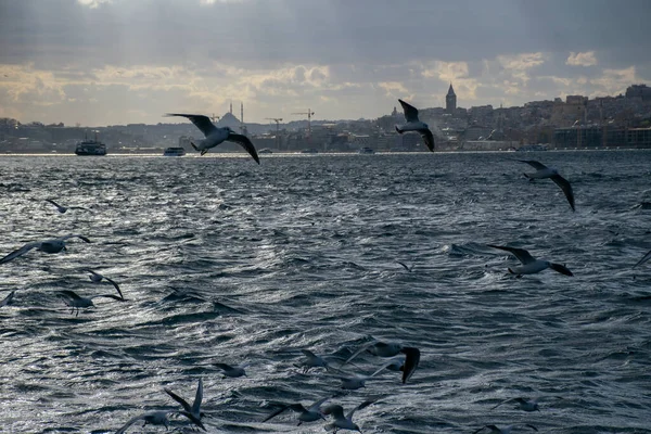 Istanbul on a cloudy day. Seagulls and a view from the Bosphorus in Istanbul.