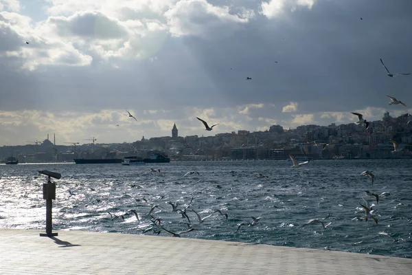 Istanbul on a cloudy day. Seagulls and a view from the Bosphorus in Istanbul.