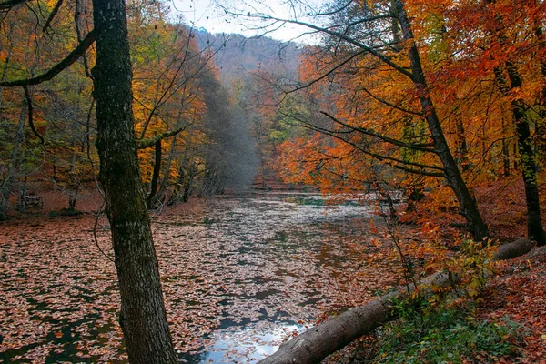 Autumn Colors Colorful Fallen Leaves Lake Magnificent Landscape Natonial Park — Stock Photo, Image