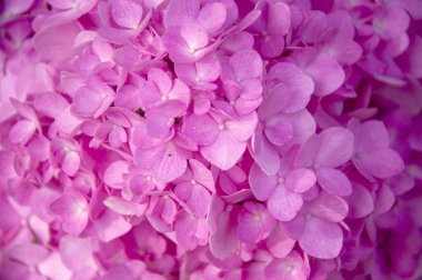 Güzel pembe çiçekler
