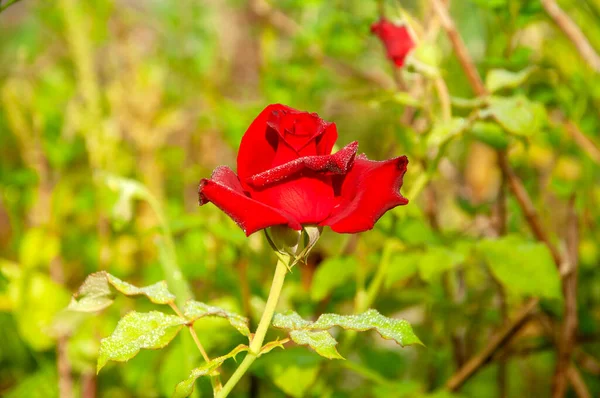 Red Rose Tropical Garden Nakhon Thammarat Thailan — Stock Photo, Image