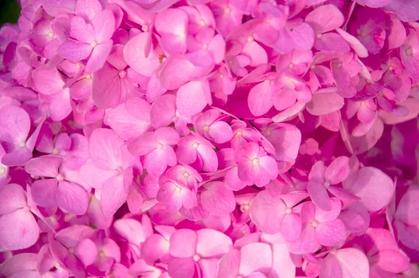 Belas Flores Rosa — Fotografia de Stock