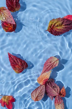 Su yüzeyinde sonbahar yaprakları. Kopya alanı ile güzel su dalgalanması arkaplanı 