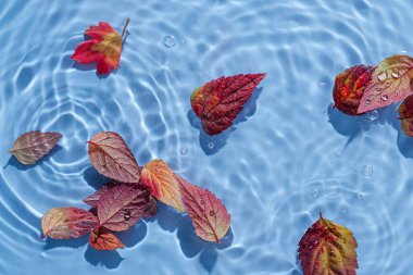 Sonbahar yapraklı su dalgalanması. Kopyalama alanı olan moda arkaplan. 